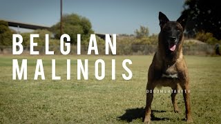 BELGIAN MALINOIS THE SHEPHERD WITH A PIT BULLS SPIRIT [upl. by Scheer]