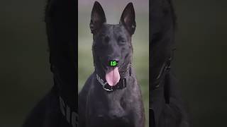 This Shepherds Mind Blows You Away dutchshepherd dogfacts [upl. by Akiria]