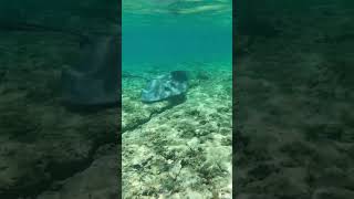 Big Ray cruising by us shorts stingray visitthebahamas fishing catchandrelease catchingfish [upl. by Ahsenac]