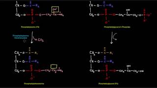 Glycerophospholipid Synthesis Part 3 of 4  Prokaryotes [upl. by Warfold754]