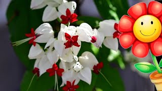 FLOWERS of the World GARDEN Corazón sangrante blanco Clerodendrum Thomsoniae flower 2023 [upl. by Nalyr]