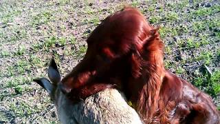 Hunting with Beri the Irish Setter [upl. by Caralie]