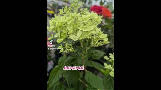 Hydrangea paniculata Little Lime garden shrubs hydrangeacare [upl. by Taft]