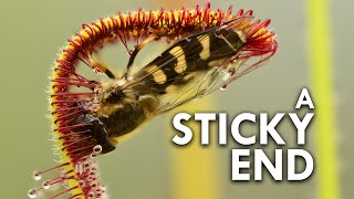 Sundew The Sticky Plant With A Killer Instinct [upl. by Jolee]