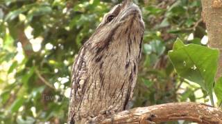 Tawny Frogmouth Camouflage Technique [upl. by Sairahcaz]