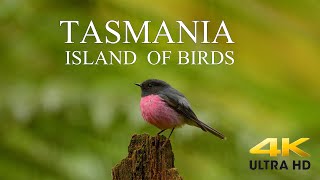 AUSTRALIA DOCUMENTARY 4K  TASMANIA Birds and Wildlife  Tasmania Island of Birds DiscoverTasmania [upl. by Hartill]