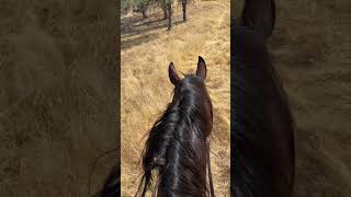 Dillon’s second solo trail ride went very well [upl. by Alraep]