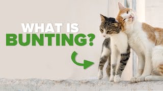 Cat Bunting Explained By Vet  Ultimate Pet Nutrition [upl. by Namyl]