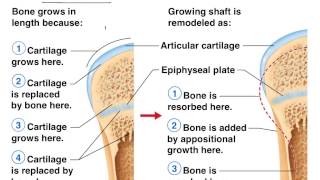 Bone formation healing remodeling [upl. by Marquet]