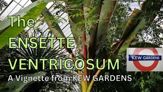 False Banana Plant  Ensete Ventricosum  Maurelii  Red Stripe  Kew Gardens [upl. by Nnaarual]