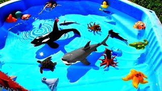 Learn Sea Animal Names with Sea Creatures  Videos For Kids [upl. by Hoffert]