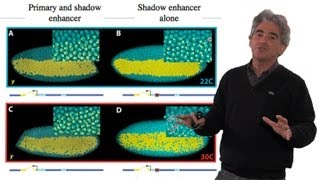 Mike Levine UC Berkeley Part 2 Transcriptional Precision Shadow Enhancers [upl. by Noell834]