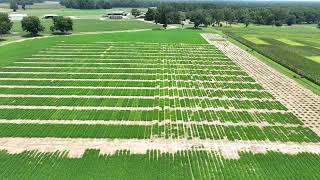 Midville GA  July 15 2024  Peanut Plots 7 [upl. by Dodie]