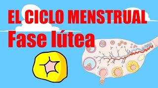 🩸CICLO MENSTRUAL🩸Fase Lútea🩸Fase secretoria🩸MENSTRUACIÓN [upl. by Sumetra301]