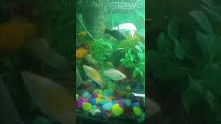 Molly fish poot setup shorts funny fish aquariumchannel aquariumfish aquarium aquariuminfo [upl. by Onairpic]