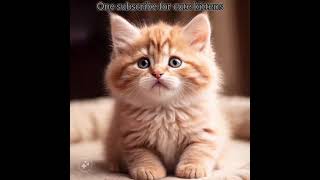 1 subscribe for cute kittens cat [upl. by Yhtomiht]