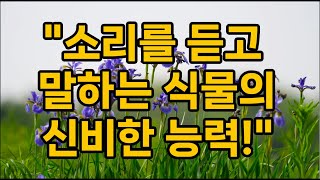 quot소리를 듣고 말하는 신비한 식물의 능력quot [upl. by Viglione]