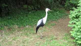 Wattled Crane Calling [upl. by Hurlow]