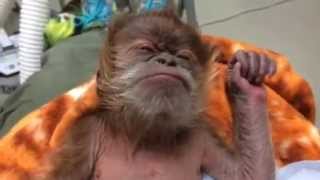 Baby Orangutan at Como Zoo [upl. by Sergias]