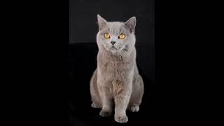 British Shorthair Cat [upl. by Otokam747]