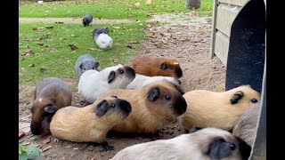 Guinea pigs exit and enter the tube [upl. by Leirraj]