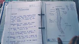 Zoology practical file bsc first year Part 2 [upl. by Diaz]