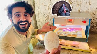 Turkey 🦃 Ka Eggs Machine Main Rakh Diya 😘  incubator [upl. by Ballinger220]