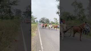 Chinchani maidana bull marathi horse horseracing [upl. by Collette]