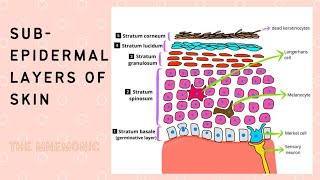 Epidermal Layers of the Skin A mnemonic [upl. by Basil]