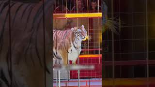 Siberian tigers in circuses weigh 300  400 kg [upl. by Essej96]