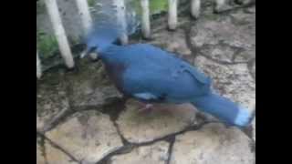 Victoria Crowned Pigeon with booming call [upl. by Hsima640]