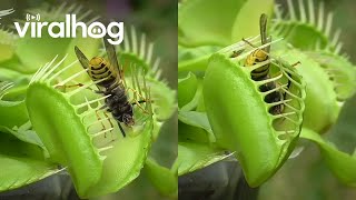 Venus Flytrap Eats Wasps  ViralHog [upl. by Kos]