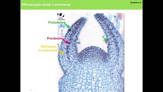 Aula 4 Botânica III  Diferenciação celular Meristemas no desenvolvimento vegetal [upl. by Owen]