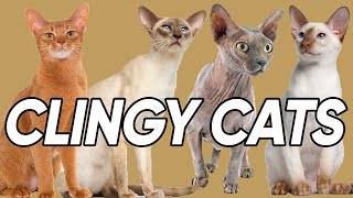 Seven Cat Breed that are TOTALLY Clingy [upl. by Rouvin]