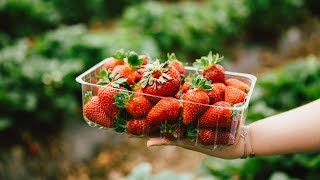 Strawberry Picking at the Beerenberg Family Farm  2018  2019 [upl. by Pilar319]