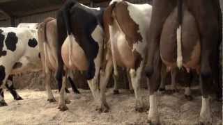 3way crosses on Henk Schoonveldes dairy farm in Holland [upl. by Gerg]