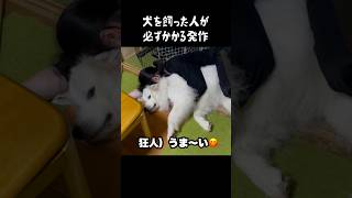 愛犬がやっちゃう罪深き所業 グレートピレニーズ greatpyrenees ゴールデンレトリバー 癒し 犬のいる生活 パーニーズ 愛犬 可愛い 大型犬パピー [upl. by Ingaberg143]