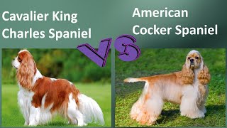 Cavalier King Charles Spaniel VS American Cocker Spaniel  Breed Comparison [upl. by Neeleuqcaj982]