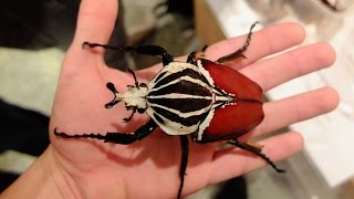 Goliathus goliatus  GOLIATH BEETLE  GOLIATHKÄFER [upl. by Rehpoitsirhc263]