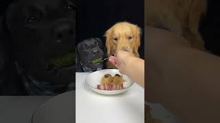 Lets See What New Dish We Have Today Golden and Labrador Cute Pet Debut Plan [upl. by Fabozzi307]