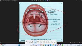 Pharynx Anatomy  1  Head amp Neck Anatomy [upl. by Leasim]