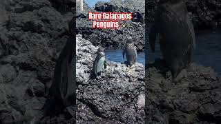 CRAZY Penguins Rare galapagos penguins travel travelvlog traveling penguin endangeredspecies [upl. by Willner418]