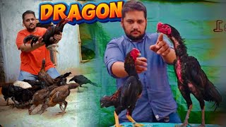 Dragon Aseel Hen  Indonesia Ayam Cemani Murga Breeding Farm in Lahore Hsn Entertainment [upl. by Semmes663]