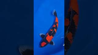 Beautiful goshiki koi carp from aoki koi farm beauty stunning koi koicarp fish [upl. by Nilcaj792]