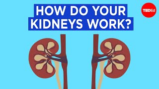 How do your kidneys work  Emma Bryce [upl. by Descombes]