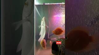 Giant gourami fish 🐠  Live feeding giantgourami fish petsvlog cichlid livefeed shorts [upl. by Kariotta]