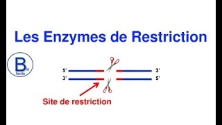 Les enzymes de restriction [upl. by Rumilly]