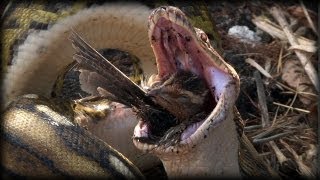 Python eats Bird 01  Python Eats Bird Alive [upl. by Dann624]