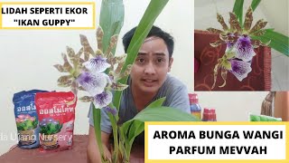 PESONA ANGGREK ZYGOPETALUM SI BUNGA WANGI SEMERBAK DARI BENUA AMERIKA [upl. by Girovard]