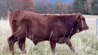 Grazing stockpiled forage [upl. by Lacee566]